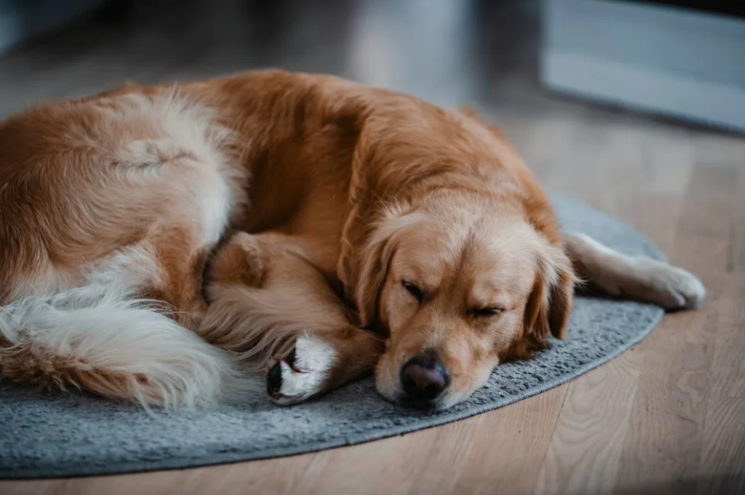 This Golden Retriever Hasn’t Left His Sister’s Side Since Her Cancer Diagnosis