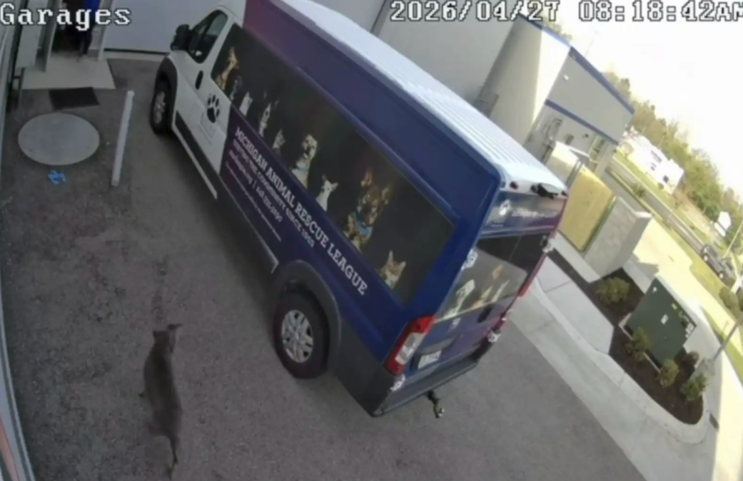 Security Camera Captured a Homeless Dog Making the Best Decision of Her Life