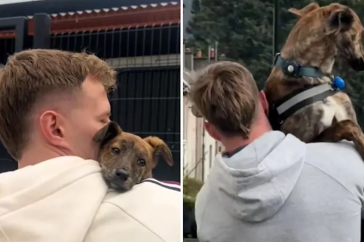They Went to Say Goodbye to a Rescue Puppy—But He Had Other Plans