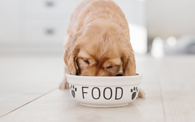 What Does a Balanced Diet for Dogs Really Look Like? Here’s What Every Owner Should Know