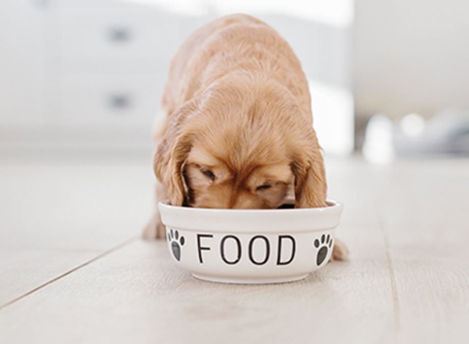 What Does a Balanced Diet for Dogs Really Look Like? Here’s What Every Owner Should Know