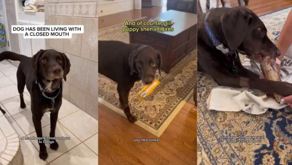 He Learned to Live With a Devastating Jaw Injury, But Now This Brave Rescue Dog Can Finally Smile Again