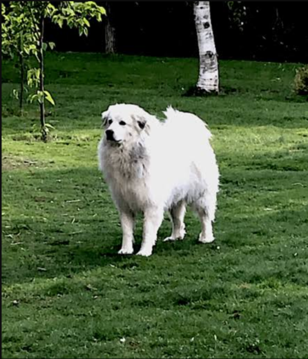 Fearless Great Pyrenees Springs Into Action the Moment She Spots a Threat