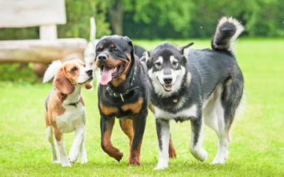 The Secret to a Peaceful Multi-Dog Household Starts With These Simple Habits