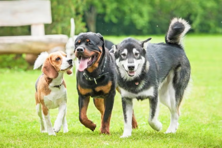 The Secret to a Peaceful Multi-Dog Household Starts With These Simple Habits
