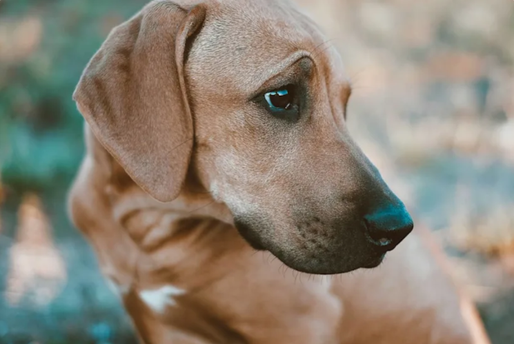 After Her Siblings Were Adopted, This Heartbroken Shelter Dog Lost Her Sense of Safety