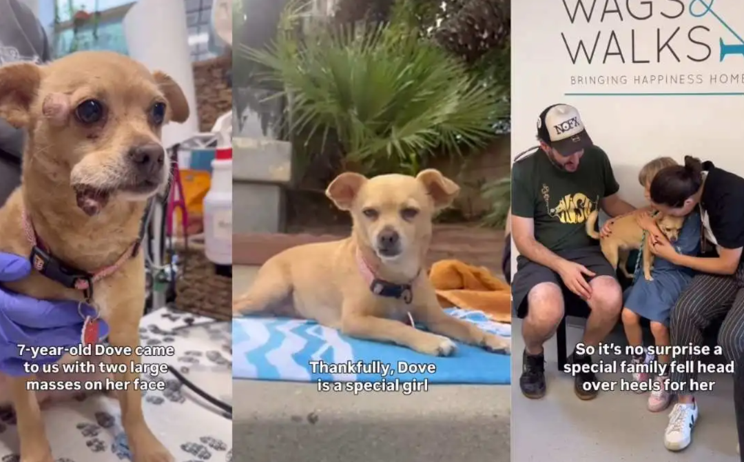 Rescue Dog Beats Cancer and Finally Finds the Family She’d Been Waiting For