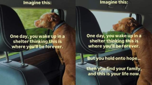 She Woke Up Expecting Another Day in a Kennel—Instead, Her Whole World Changed