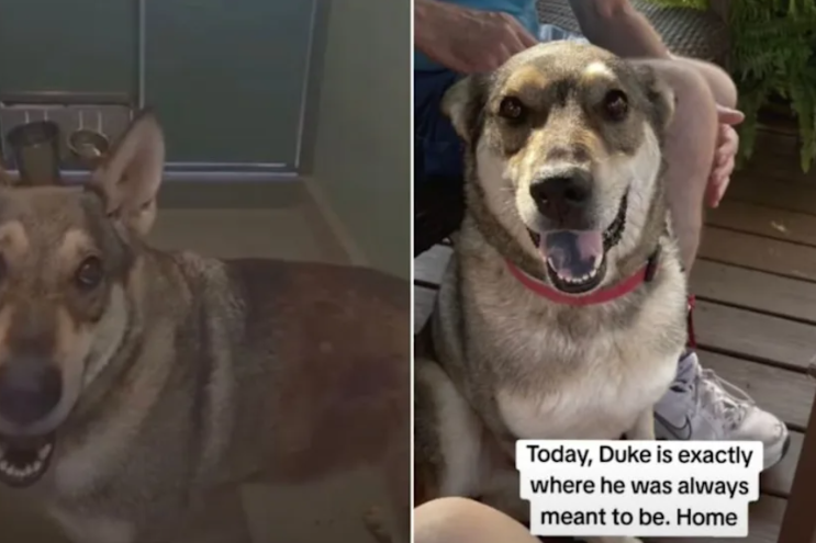 Shelter Dog Had Given Up Hope—Then a Forever Family Changed Everything