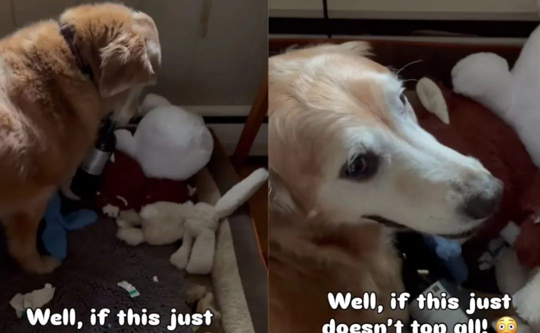 Forget Tennis Balls—This Golden Retriever Retrieved Something No One Expected