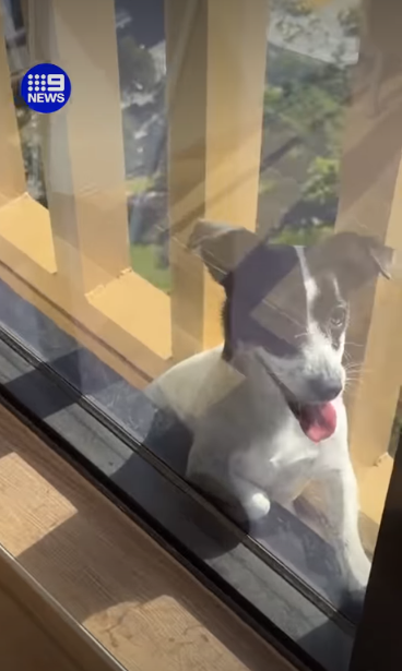 Tiny Dog Trapped on a Balcony Rescued in a Heart-Stopping Mission