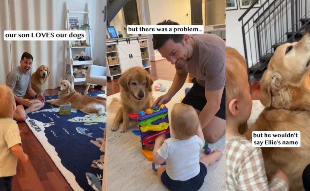 The Family Kept Waiting for One Special Word… Then Their Golden Retriever Couldn’t Hide Her Joy