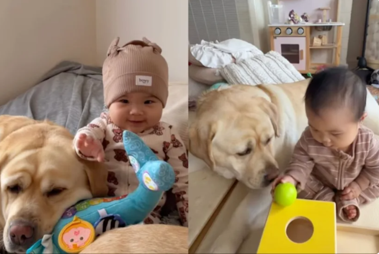 This Big Dog Knew Exactly How Much the Baby Loved Her—Long Before Words Ever Could