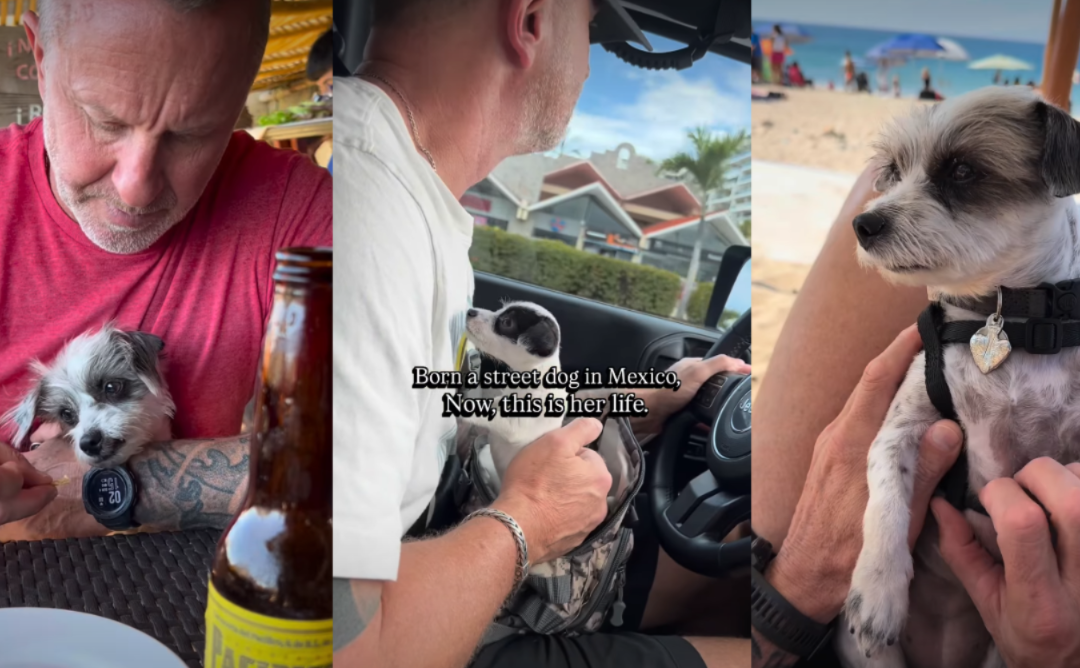 Born on the Streets, This Little Rescue Dog Is Finally Living the Life She Always Deserved