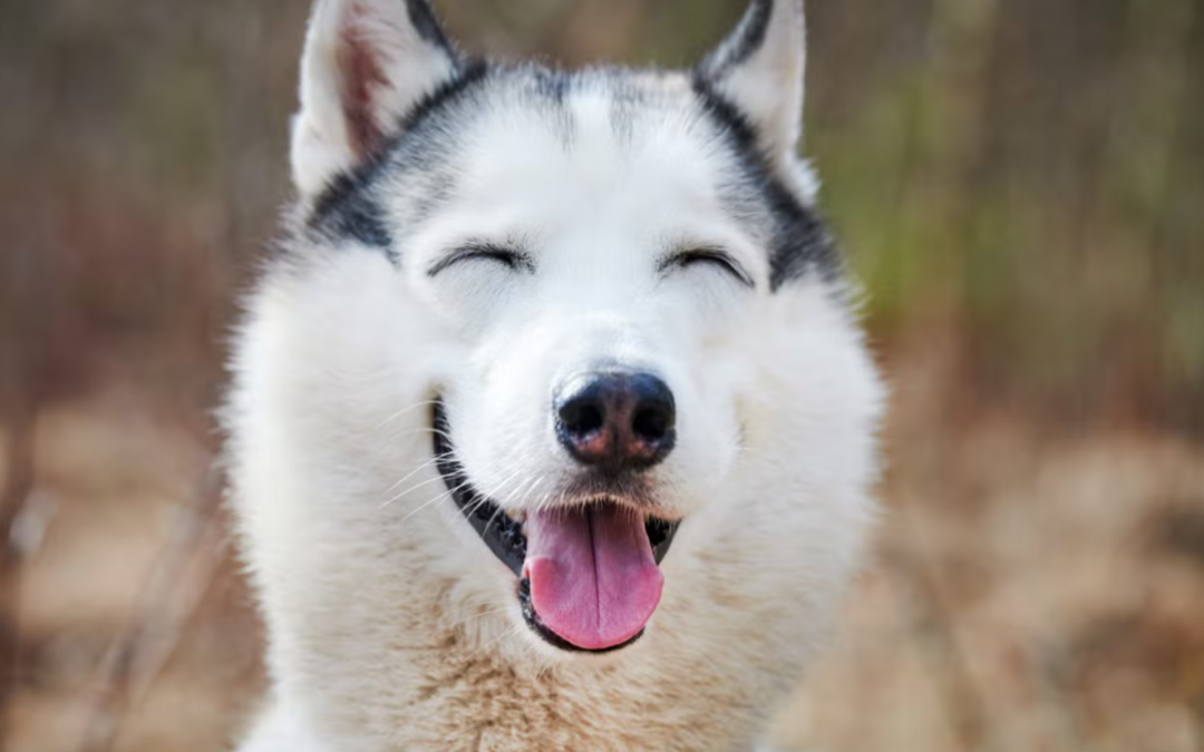 Husky and Sea Lion’s Unlikely Friendship Has Everyone Asking for a Pixar Movie