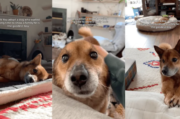 All He Ever Wanted Was Someone to Believe He Was the Goodest Boy