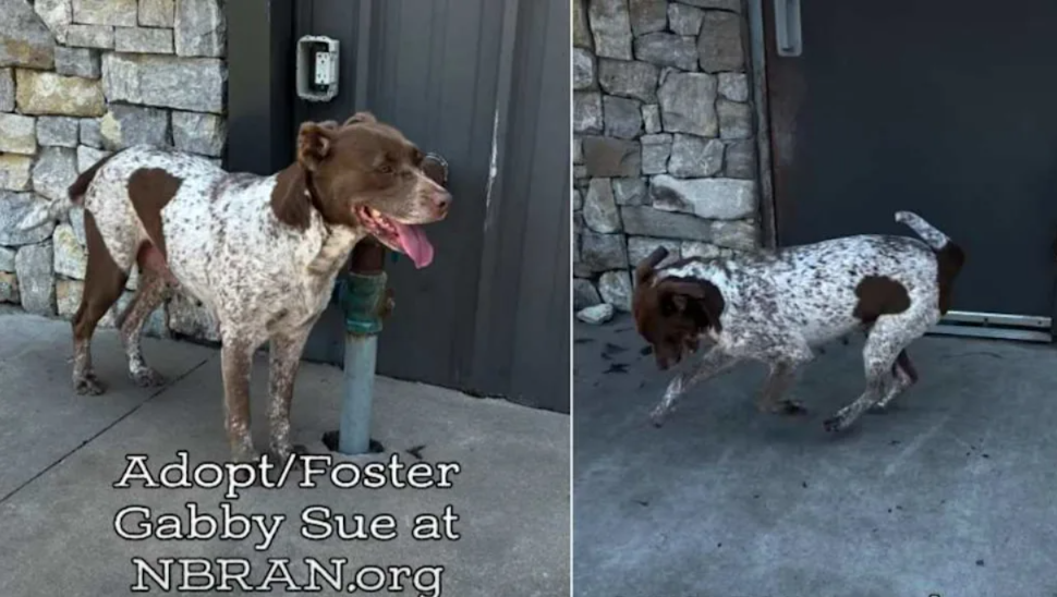 Rescued Just Hours Before It Was Too Late, This Loving Mama Dog Is Searching for a Forever Family