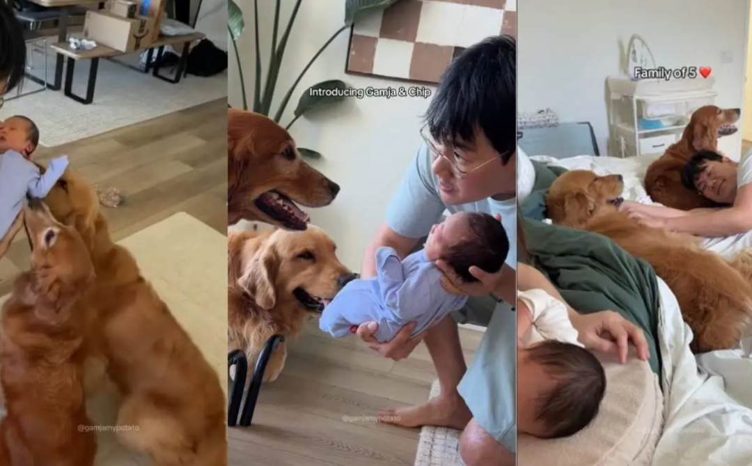 The Sweetest Welcome Home: Golden Retrievers Instantly Fall in Love With New Baby