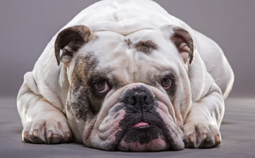 English Bulldog’s Hilarious ‘Work Smarter, Not Harder’ Strategy Has Everyone Laughing