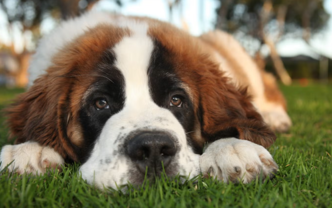Giant Saint Bernard Refuses to Go Into Daycare Kennel for the Sweetest Reason