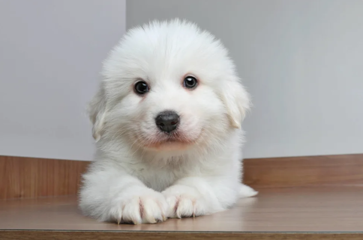 This Rescue Great Pyrenees Puppy Woke Up With One Mission: Say Good Morning to Everyone