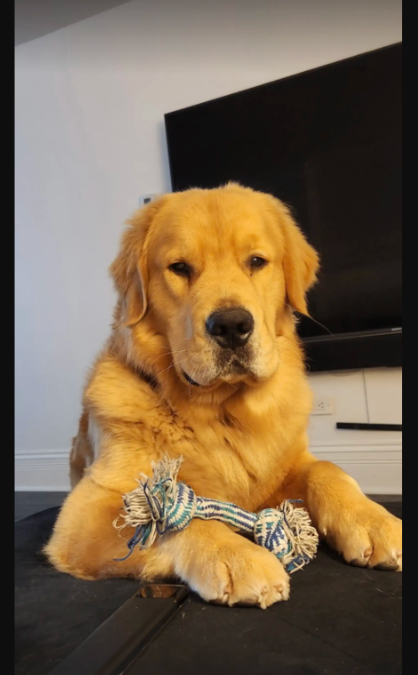This Golden Retriever Crashed a Neighbor’s Home for the Sweetest Reason
