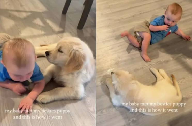 When a Curious Baby Met an Equally Curious Puppy, Something Adorable Happened