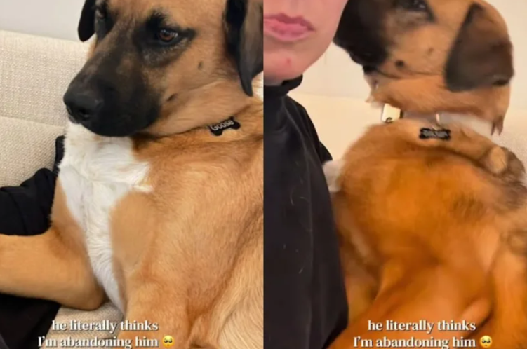 This Rescue Dog Saw the Moving Boxes… And Was Certain He Was Being Abandoned Again