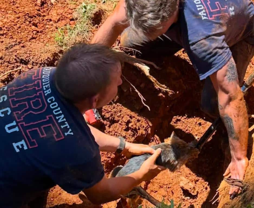 Everyone Rallied Together to Save a Tiny Yorkie Stuck Deep Beneath the Ground