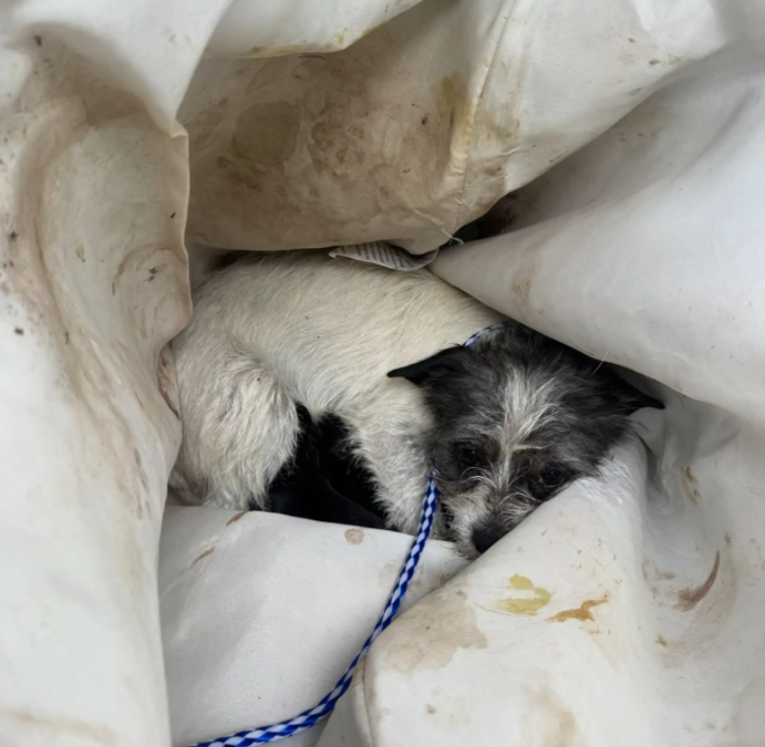 Rescuers Couldn’t Believe What They Found Hidden Among Orchard Trees