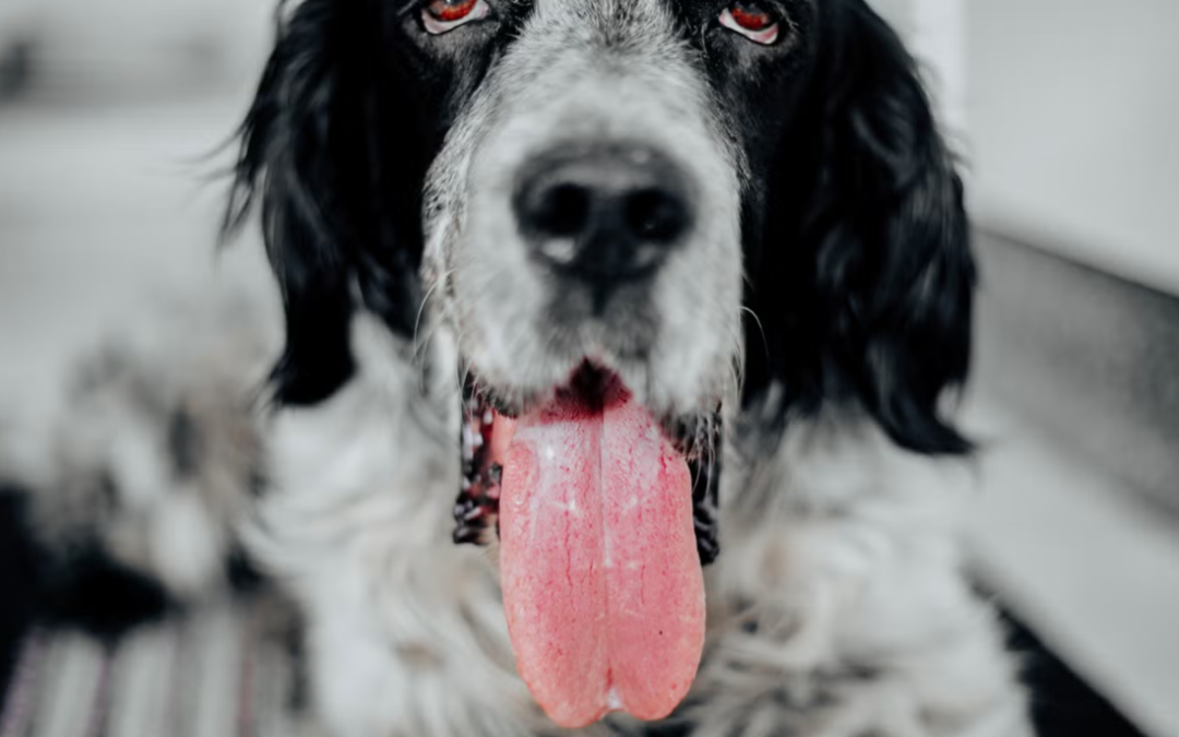 One Look at This Dog’s Hilarious Sitting Style Will Have You Doing a Double Take