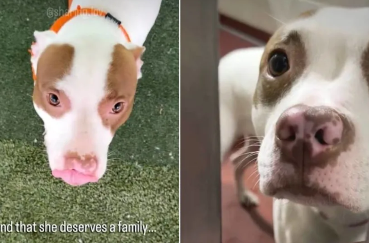 A Terrified Shelter Dog’s Stunning Transformation Is Melting Hearts Everywhere