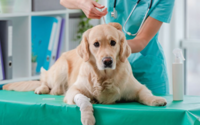Healthy Pets Start Here: Your Complete Guide to Annual Wellness Care