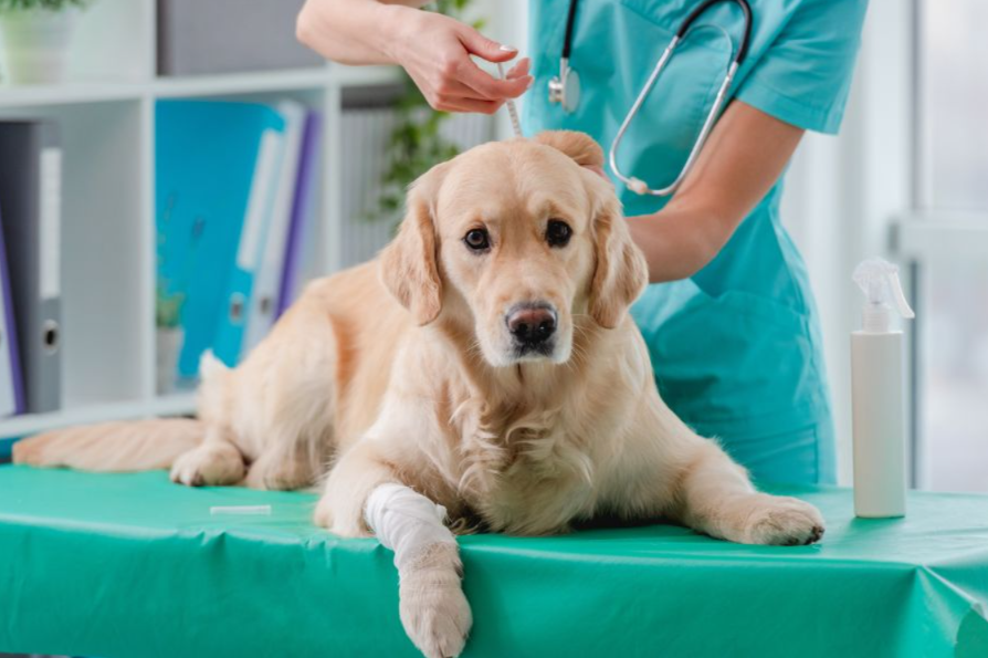 Healthy Pets Start Here: Your Complete Guide to Annual Wellness Care