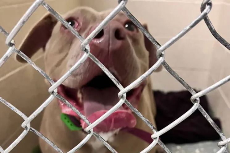 Dog Survives Tragic Crash and Has the Most Emotional Reunion With Her Family