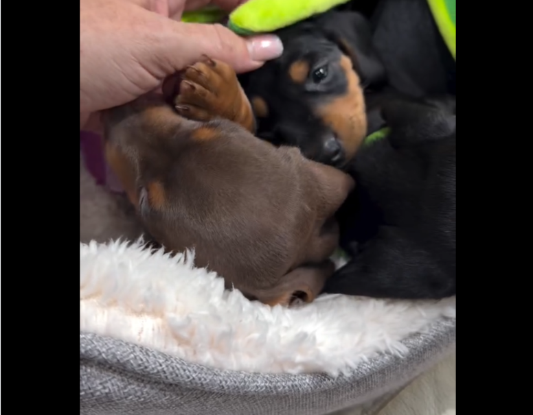 Former Breeding Dog Meets a Litter of Dachshund Puppies—Her Heartwarming Reaction Says It All
