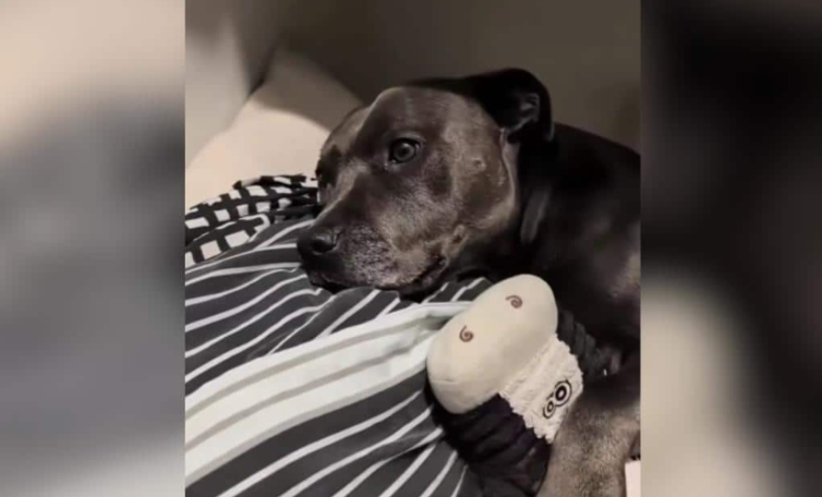 This Dog Refuses to Miss Bedtime, and Her Nightly Ritual Is Melting Hearts