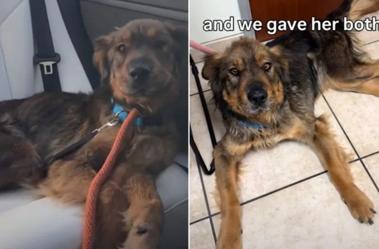 He Was So Starved No One Knew If He’d Survive—Look at Him Now