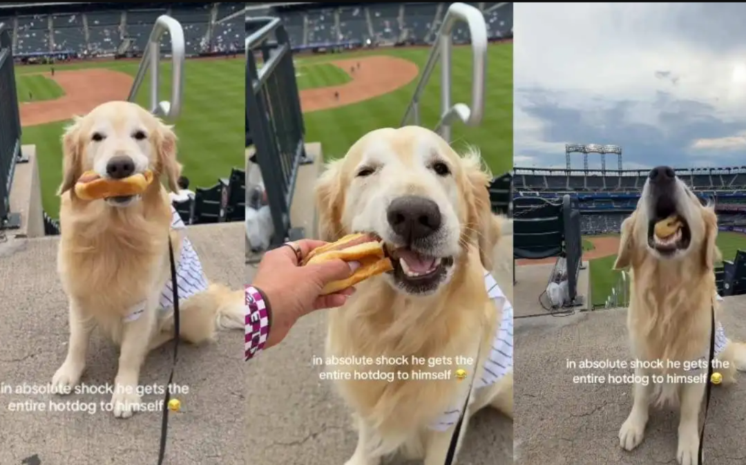 She Came for the Baseball Game… But the Hot Dog Stole the Show