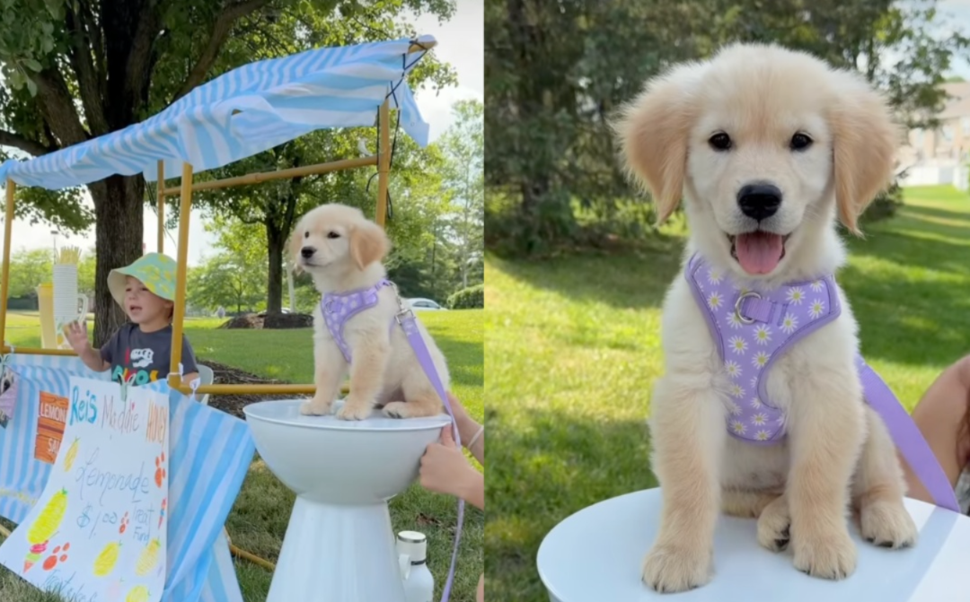 This Golden Retriever Became the Cutest Sales Assistant a Toddler Could Ask For
