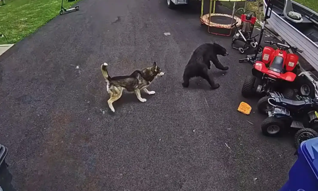 Security Camera Captures the Incredible Moment a Loyal Husky Defends a Little Boy