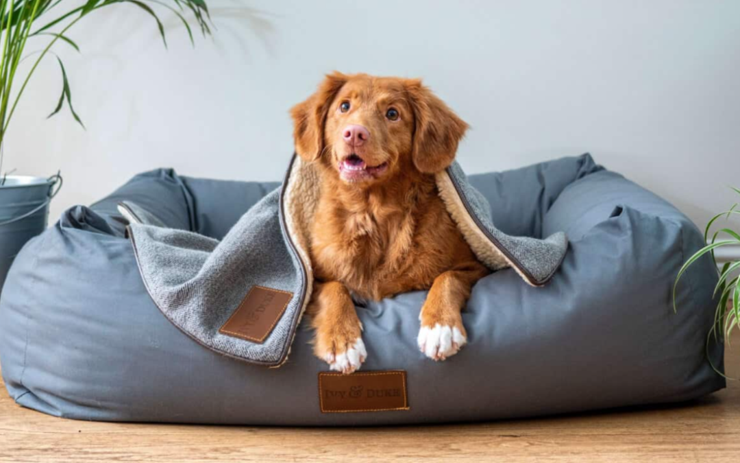 7 Natural Ways to Help Keep Your Dog’s Immune System Strong