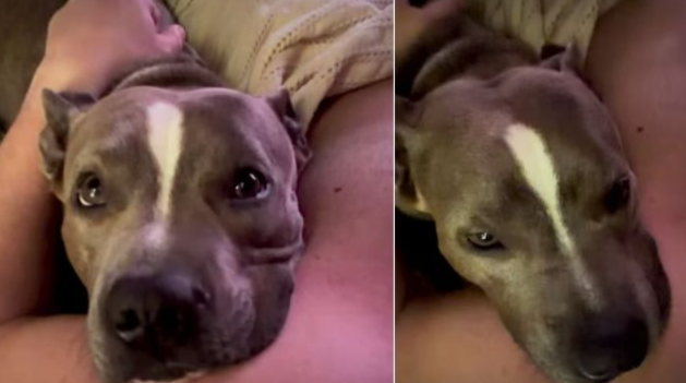 They Weren’t Planning to Adopt a Dog—Then One Sweet Pittie Changed Everything