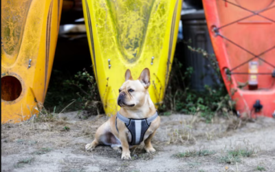 Want to Kayak With Your Dog? Here’s How to Do It Safely