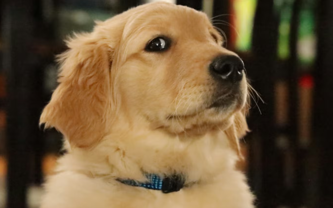 Mom Came Home From Vacation… But Her Golden Retriever Wasn’t Ready to Talk