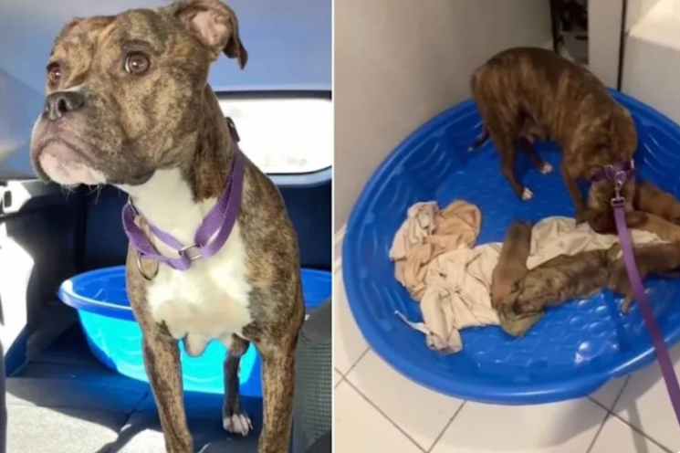 Mama Foster Dog Had One Concern After Rescue—Making Sure Her Puppies Were Safe