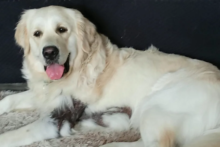 After an Adder Bite Nearly Took His Life, This Brave Puppy Made an Incredible Recovery