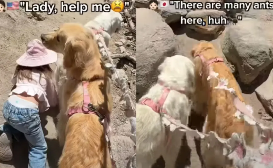 Toddler’s Conversations With Her Golden Retrievers During a Hike Melt Hearts Online
