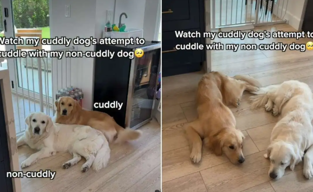 This Golden Retriever Found the Sweetest Way to Cuddle Her Independent Sister
