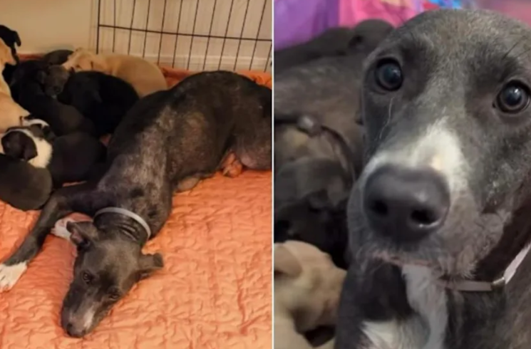 Mama Rescue Dog Finally Finds Peace After She and Her Eight Puppies Are Saved